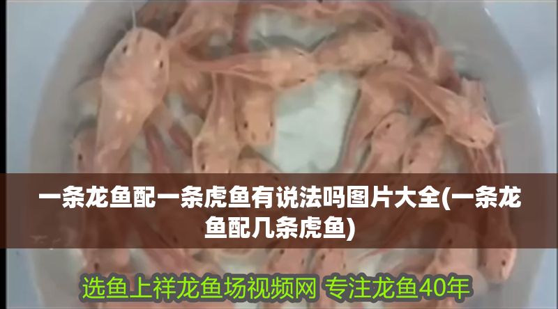 一條龍魚配一條虎魚有說法嗎圖片大全(一條龍魚配幾條虎魚)