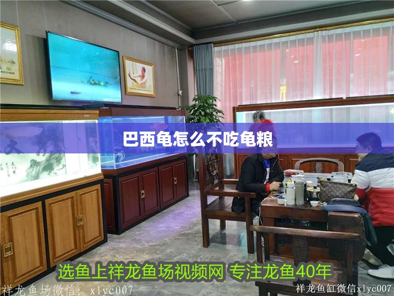 巴西龜怎么不吃龜糧