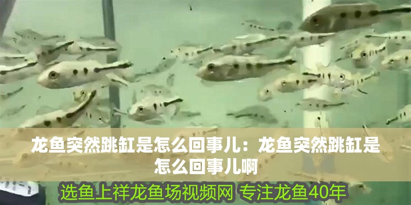 龍魚(yú)突然跳缸是怎么回事兒：龍魚(yú)突然跳缸是怎么回事兒啊 龍魚(yú)突然跳缸是怎么回事兒：龍魚(yú)突然跳缸是怎么回事兒啊 水族問(wèn)答