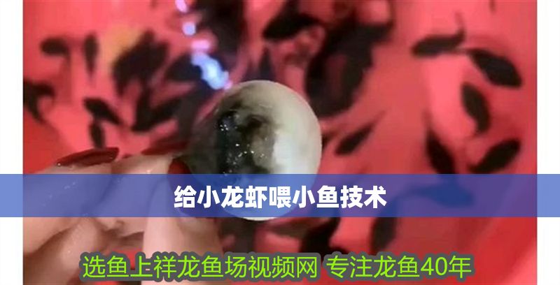 給小龍蝦喂小魚(yú)技術(shù) 給小龍蝦喂小魚(yú)技術(shù) 龍魚(yú)百科 第1張