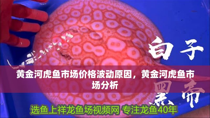 黃金河虎魚(yú)市場(chǎng)價(jià)格波動(dòng)原因，黃金河虎魚(yú)市場(chǎng)分析