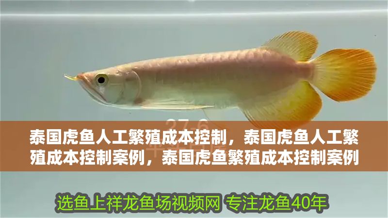 泰國虎魚人工繁殖成本控制，泰國虎魚人工繁殖成本控制案例，泰國虎魚繁殖成本控制案例