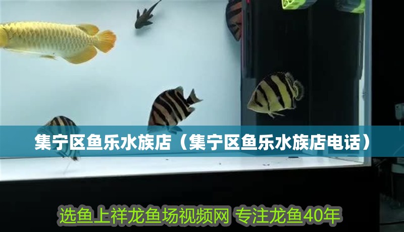 集寧區魚樂水族店（集寧區魚樂水族店電話）