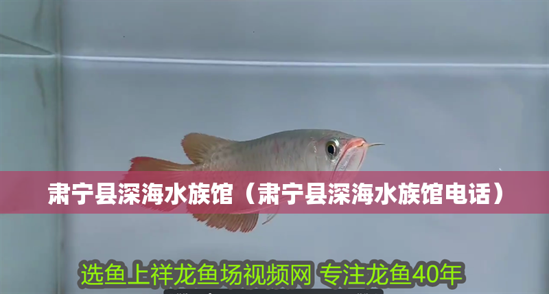 肅寧縣深海水族館（肅寧縣深海水族館電話）