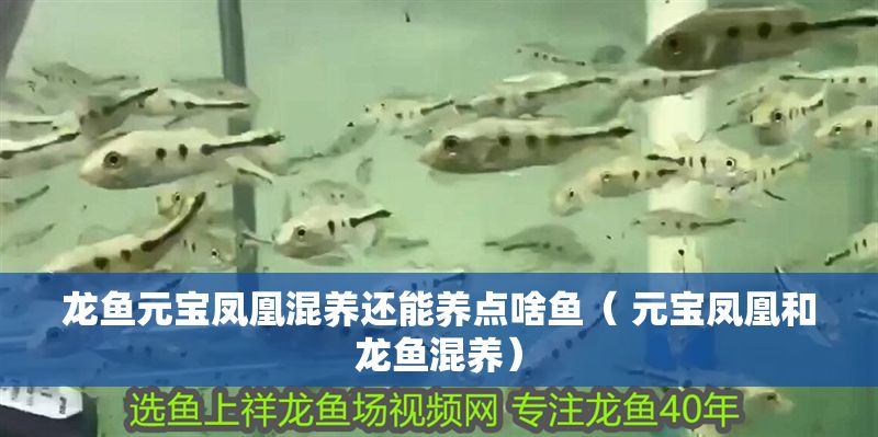 龍魚元寶鳳凰混養(yǎng)還能養(yǎng)點(diǎn)啥魚（ 元寶鳳凰和龍魚混養(yǎng)）