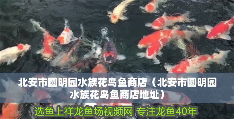 北安市圓明園水族花鳥魚商店（北安市圓明園水族花鳥魚商店地址）