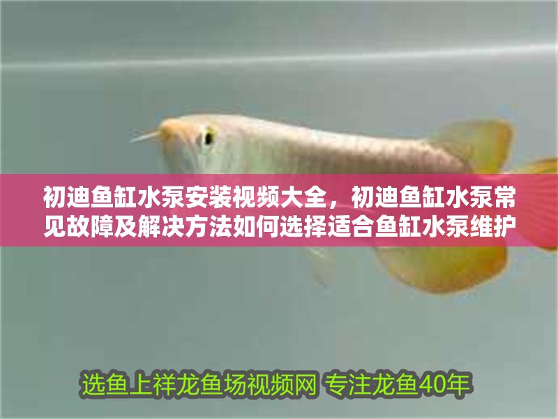 初迪魚缸水泵安裝視頻大全，初迪魚缸水泵常見故障及解決方法如何選擇適合魚缸水泵維護保養技巧