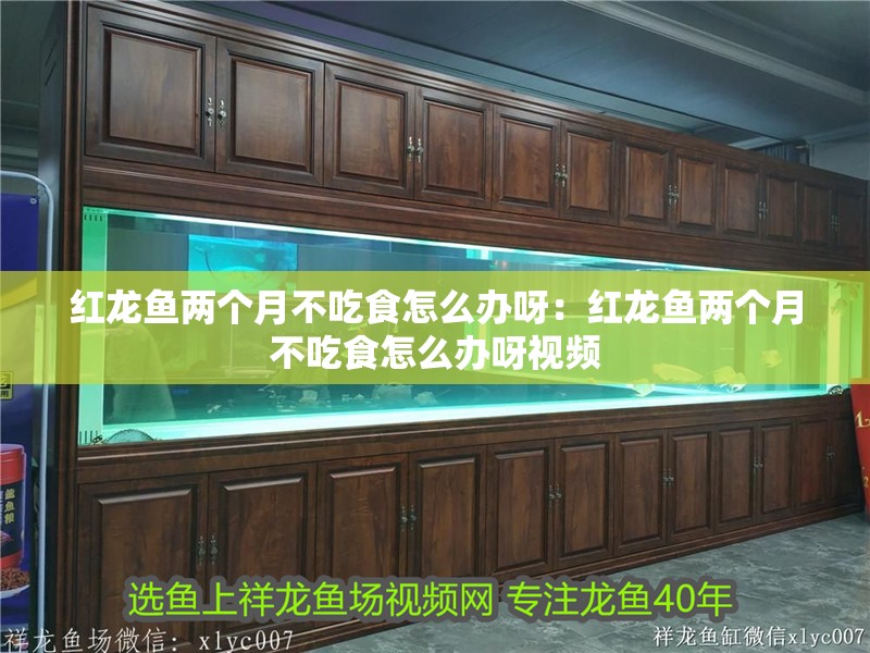 紅龍魚兩個月不吃食怎么辦呀：紅龍魚兩個月不吃食怎么辦呀視頻