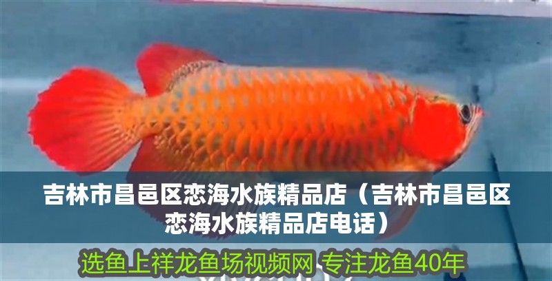 吉林市昌邑區戀海水族精品店（吉林市昌邑區戀海水族精品店電話）