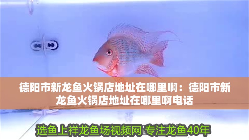 德陽市新龍魚火鍋店地址在哪里啊：德陽市新龍魚火鍋店地址在哪里啊電話