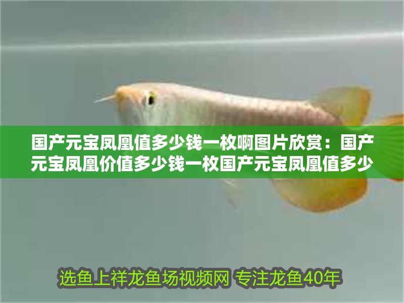 國產元寶鳳凰值多少錢一枚啊圖片欣賞：國產元寶鳳凰價值多少錢一枚國產元寶鳳凰值多少錢一枚