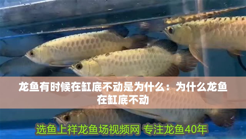 龍魚有時候在缸底不動是為什么：為什么龍魚在缸底不動