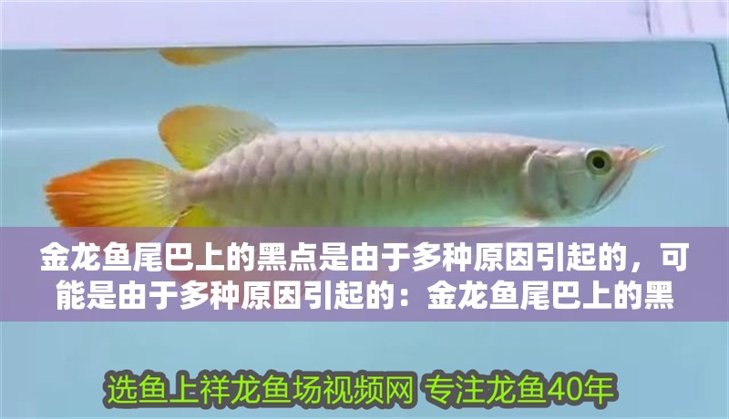 金龍魚尾巴上的黑點是由于多種原因引起的，可能是由于多種原因引起的：金龍魚尾巴上的黑點可能是由于多種原因引起的