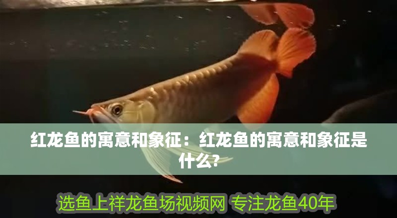 紅龍魚的寓意和象征：紅龍魚的寓意和象征是什么?