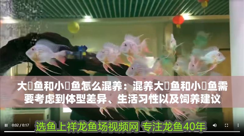 大魟魚和小魟魚怎么混養:混養大魟魚和小魟魚需要考慮到體型差異、生活習性以及飼養建議 魟魚百科 第3張 大魟魚和小魟魚怎么混養:混養大魟魚和小魟魚需要考慮到體型差異、生活習性以及飼養建議 大魟魚和小魟魚怎么混養:混養大魟魚和小魟魚需要考慮到體型差異、生活習性以及飼養建議 魟魚百科 第3張