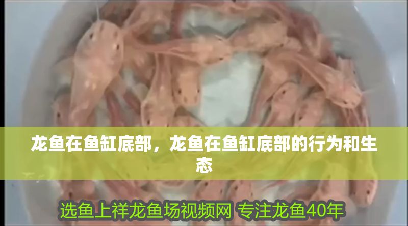 龍魚在魚缸底部，龍魚在魚缸底部的行為和生態 龍魚在魚缸底部，龍魚在魚缸底部的行為和生態 魚缸百科 第2張