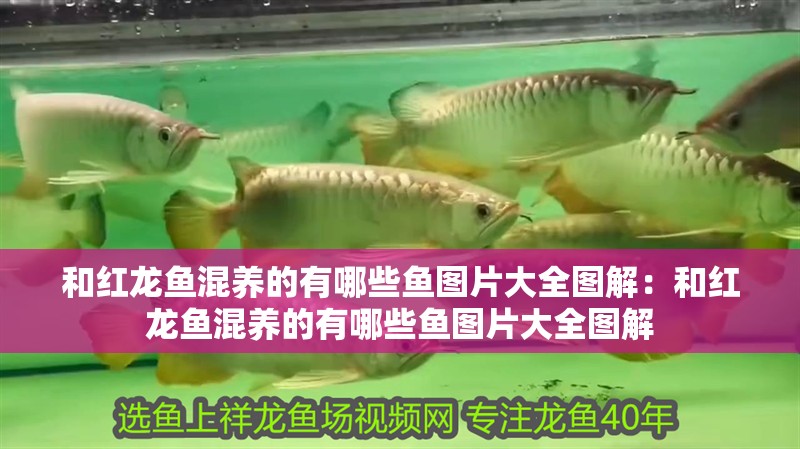 和紅龍魚混養的有哪些魚圖片大全圖解：和紅龍魚混養的有哪些魚圖片大全圖解 和紅龍魚混養的有哪些魚圖片大全圖解：和紅龍魚混養的有哪些魚圖片大全圖解 水族問答