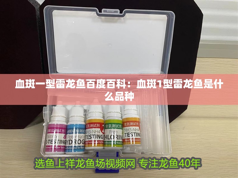 血斑一型雷龍魚(yú)百度百科：血斑1型雷龍魚(yú)是什么品種