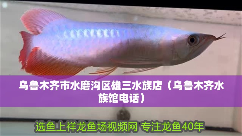 烏魯木齊市水磨溝區雄三水族店（烏魯木齊水族館電話）