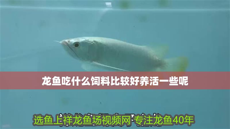 龍魚吃什么飼料比較好養活一些呢