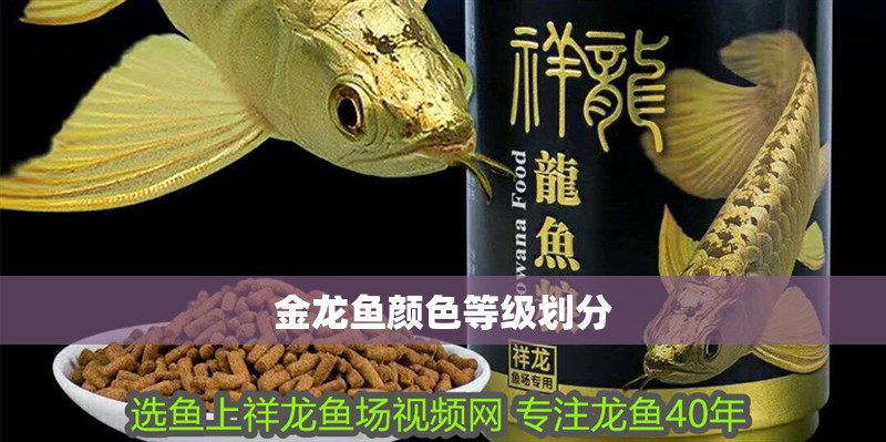 金龍魚顏色等級(jí)劃分
