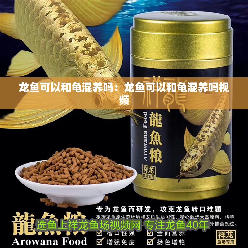 龍魚可以和龜混養(yǎng)嗎：龍魚可以和龜混養(yǎng)嗎視頻