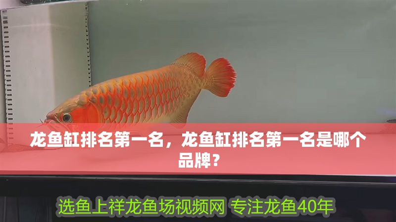 龍魚缸排名第一名,龍魚缸排名第一名是哪個品牌? 魚缸百科 第2張 龍魚缸排名第一名,龍魚缸排名第一名是哪個品牌? 龍魚缸排名第一名,龍魚缸排名第一名是哪個品牌? 魚缸百科 第2張