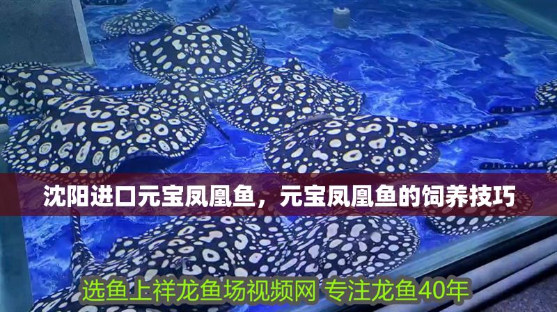 沈陽(yáng)進(jìn)口元寶鳳凰魚(yú),元寶鳳凰魚(yú)的飼養(yǎng)技巧 元寶鳳凰魚(yú)百科 第1張 沈陽(yáng)進(jìn)口元寶鳳凰魚(yú),元寶鳳凰魚(yú)的飼養(yǎng)技巧 沈陽(yáng)進(jìn)口元寶鳳凰魚(yú),元寶鳳凰魚(yú)的飼養(yǎng)技巧 元寶鳳凰魚(yú)百科 第1張