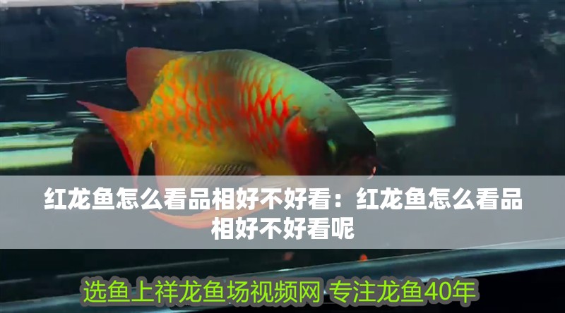 紅龍魚怎么看品相好不好看:紅龍魚怎么看品相好不好看呢 水族問答 紅龍魚怎么看品相好不好看:紅龍魚怎么看品相好不好看呢 紅龍魚怎么看品相好不好看:紅龍魚怎么看品相好不好看呢 水族問答