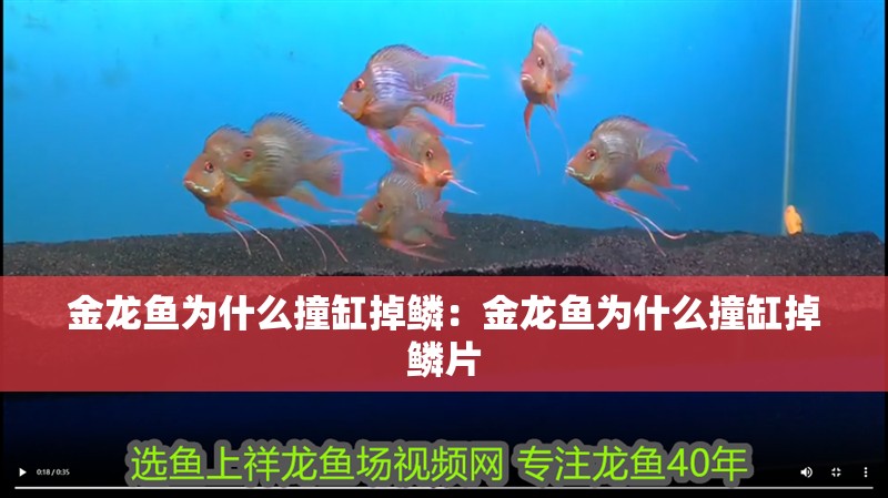 金龍魚為什么撞缸掉鱗：金龍魚為什么撞缸掉鱗片