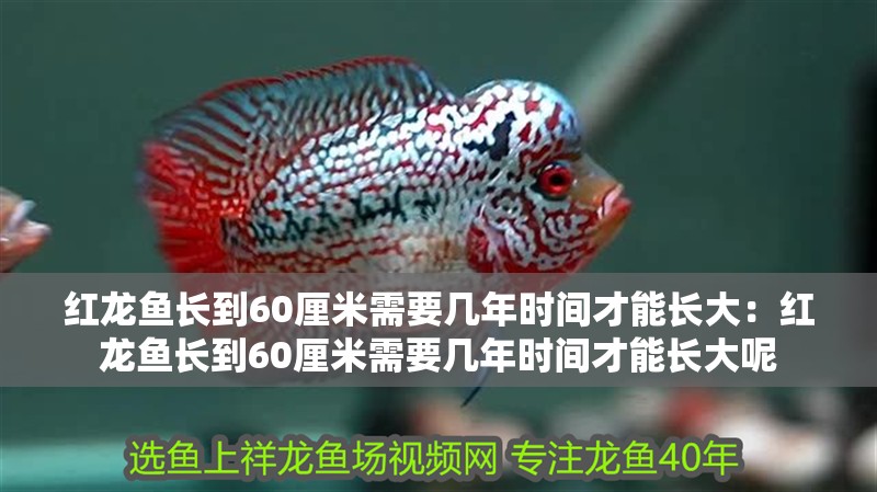紅龍魚長到60厘米需要幾年時間才能長大：紅龍魚長到60厘米需要幾年時間才能長大呢
