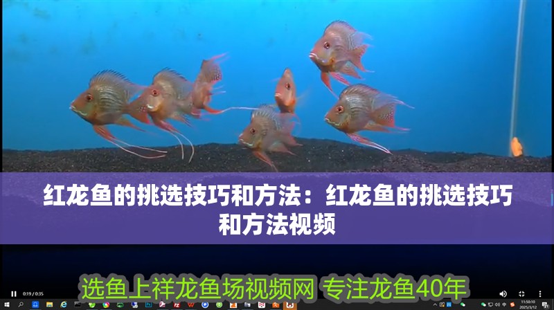 紅龍魚(yú)的挑選技巧和方法:紅龍魚(yú)的挑選技巧和方法視頻 水族問(wèn)答 紅龍魚(yú)的挑選技巧和方法:紅龍魚(yú)的挑選技巧和方法視頻 紅龍魚(yú)的挑選技巧和方法:紅龍魚(yú)的挑選技巧和方法視頻 水族問(wèn)答