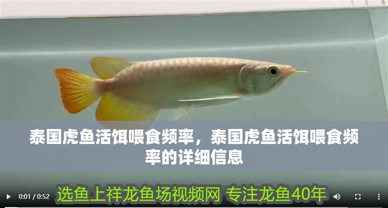 泰國虎魚活餌喂食頻率，泰國虎魚活餌喂食頻率的詳細信息