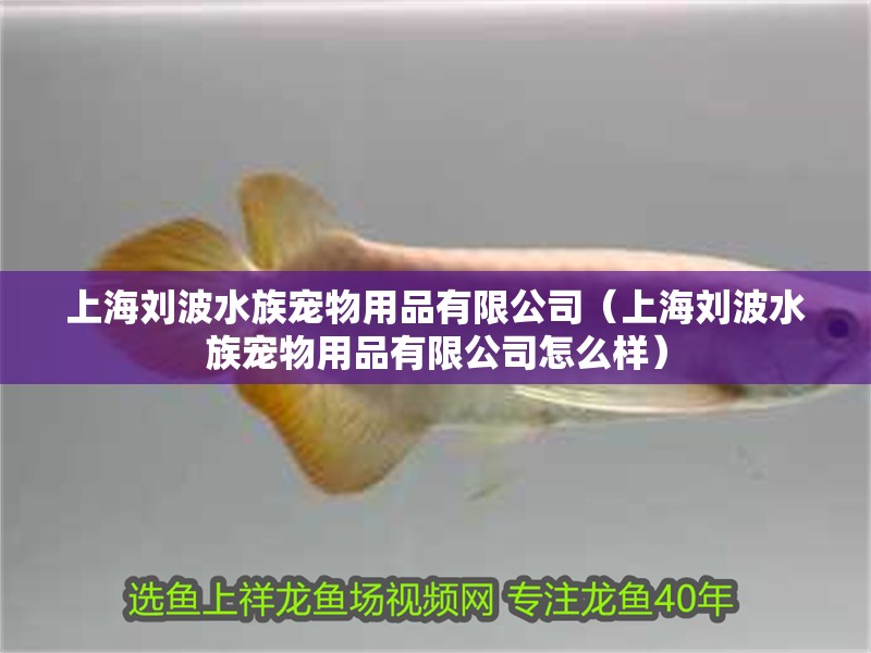 上海劉波水族寵物用品有限公司(上海劉波水族寵物用品有限公司怎么樣) 全國水族館企業(yè)名錄 第1張 上海劉波水族寵物用品有限公司(上海劉波水族寵物用品有限公司怎么樣) 上海劉波水族寵物用品有限公司(上海劉波水族寵物用品有限公司怎么樣) 全國水族館企業(yè)名錄 第1張