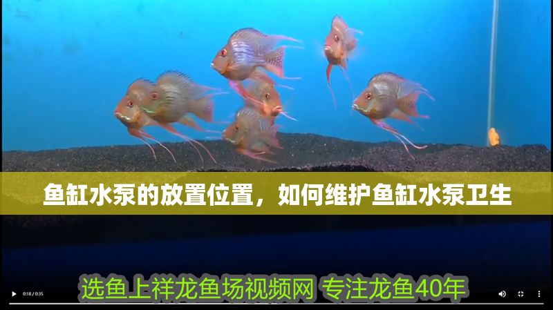 魚缸水泵的放置位置，如何維護魚缸水泵衛生