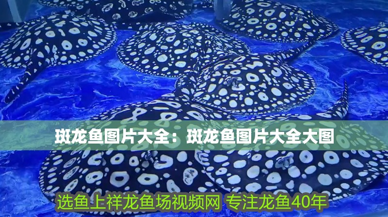 斑龍魚圖片大全：斑龍魚圖片大全大圖
