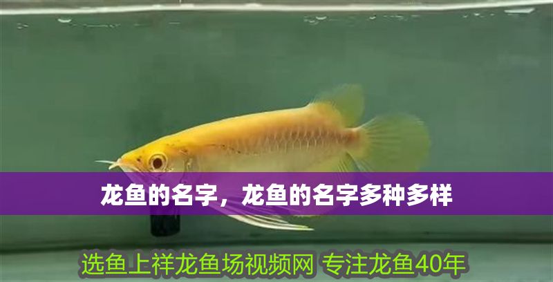 龍魚的名字，龍魚的名字多種多樣 龍魚的名字，龍魚的名字多種多樣 龍魚百科 第2張