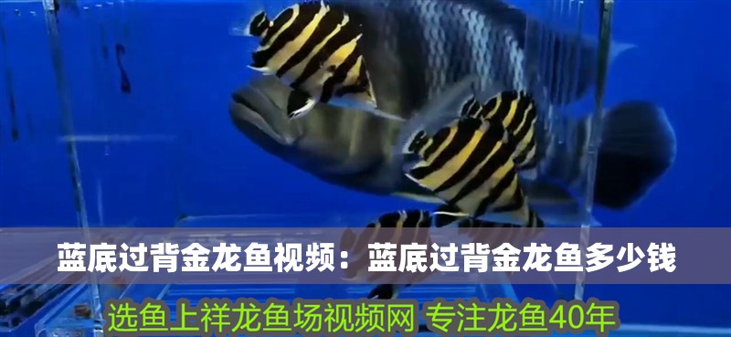 藍(lán)底過背金龍魚視頻：藍(lán)底過背金龍魚多少錢