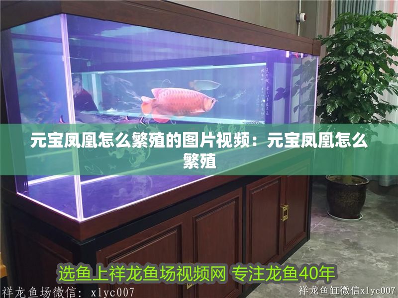 元寶鳳凰怎么繁殖的圖片視頻:元寶鳳凰怎么繁殖 元寶鳳凰魚百科 第2張 元寶鳳凰怎么繁殖的圖片視頻:元寶鳳凰怎么繁殖 元寶鳳凰怎么繁殖的圖片視頻:元寶鳳凰怎么繁殖 元寶鳳凰魚百科 第2張