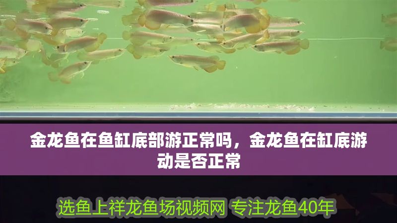 金龍魚在魚缸底部游正常嗎，金龍魚在缸底游動是否正常