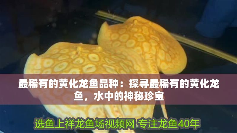 最稀有的黃化龍魚品種：探尋最稀有的黃化龍魚，水中的神秘珍寶