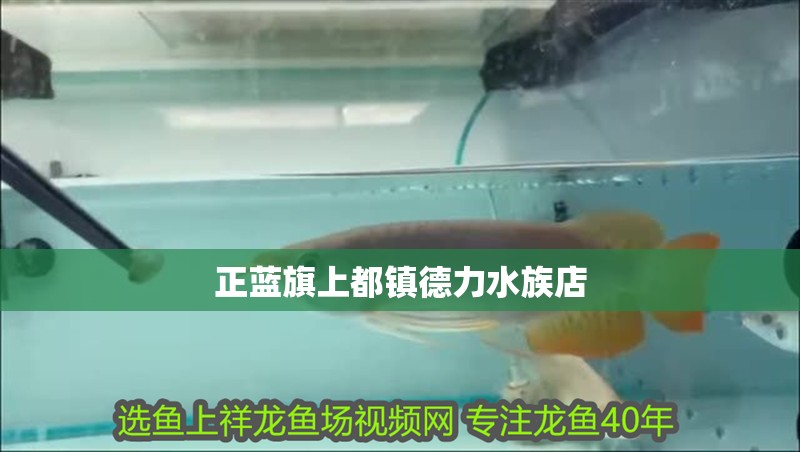 正藍(lán)旗上都鎮(zhèn)德力水族店 正藍(lán)旗上都鎮(zhèn)德力水族店 全國水族館企業(yè)名錄 第1張
