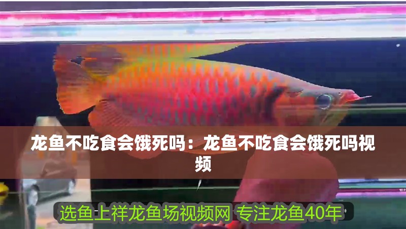 龍魚不吃食會餓死嗎：龍魚不吃食會餓死嗎視頻 龍魚不吃食會餓死嗎：龍魚不吃食會餓死嗎視頻 水族問答