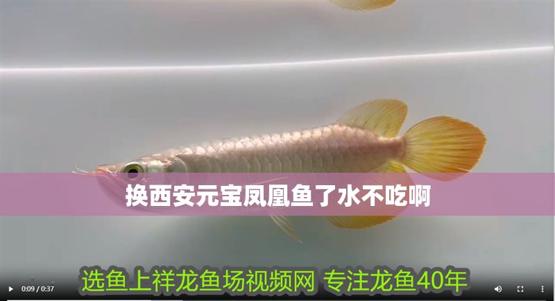 換西安元寶鳳凰魚了水不吃啊