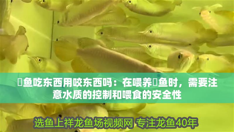 魟魚吃東西用咬東西嗎：在喂養魟魚時，需要注意水質的控制和喂食的安全性