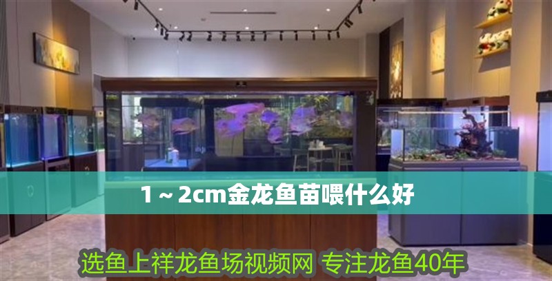 1～2cm金龍魚苗喂什么好