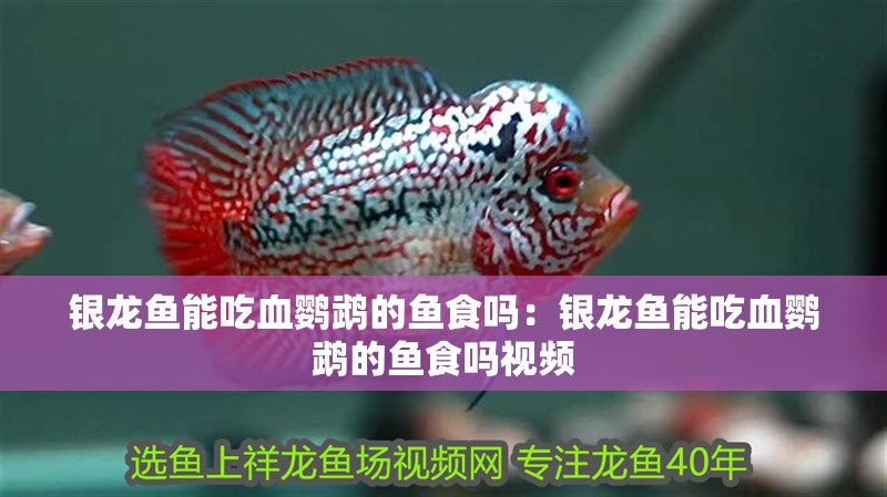 銀龍魚能吃血鸚鵡的魚食嗎：銀龍魚能吃血鸚鵡的魚食嗎視頻 銀龍魚能吃血鸚鵡的魚食嗎：銀龍魚能吃血鸚鵡的魚食嗎視頻 水族問答