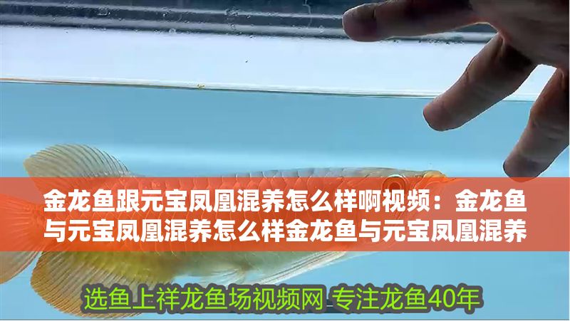 金龍魚跟元寶鳳凰混養怎么樣啊視頻：金龍魚與元寶鳳凰混養怎么樣金龍魚與元寶鳳凰混養效果