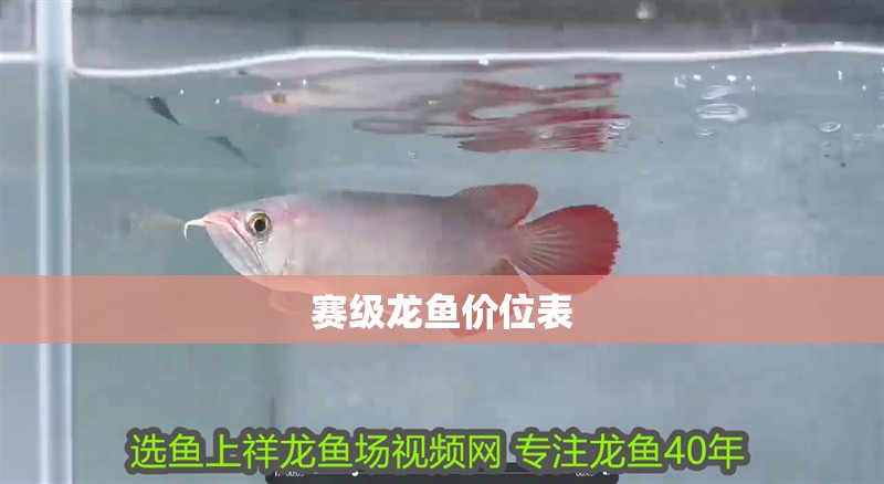 賽級龍魚價位表 賽級龍魚價位表 龍魚百科 第1張
