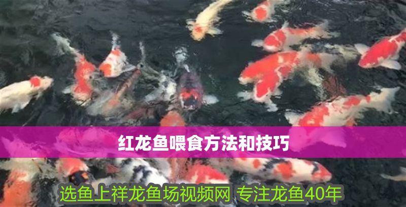 紅龍魚喂食方法和技巧 紅龍魚喂食方法和技巧 龍魚百科 第1張